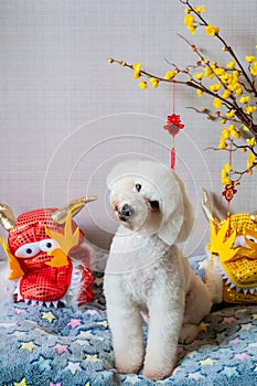 Adorable white poodle dog sitting on his bed with chinese new year dragon dress