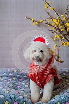 Adorable white poodle dog sitting on his bed wearing chinese new year dragon dress