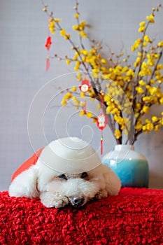 Adorable white poodle dog wearing chinese new year cloth with hanging pendant