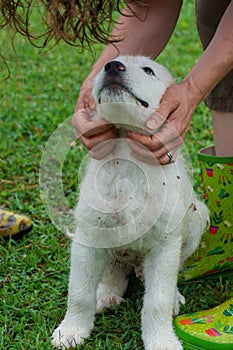 Adorable white puppy looks up at a person holding it's face