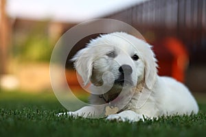 Adorable white puppy sitting on grass