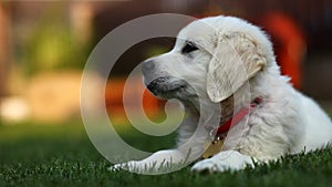 Adorable white puppy sitting sideways on grass