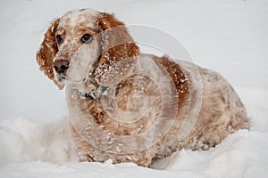 An adorable white-red Russian Spaniel dogs sitting at a dog show in a stadium. The dogs is looking at the owner. Hunting dog.