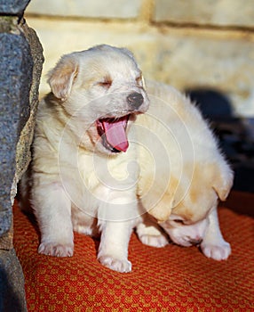 Adorable white shepperd dog puppy yawning