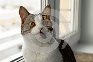 Adorable white tabby cat closeup is sitting near to the window.