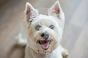 Adorable White West Highland Terrier Dog with Expressive Eyes and Perky Ears Smiling at the Camera Perfect Capture of Pet