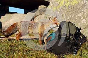 Adorable wild fox backpack sniffing