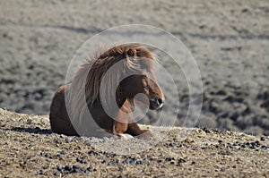 Adorable wild Icelandic horse resting on the ground