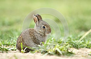 Adorable wild rabbit