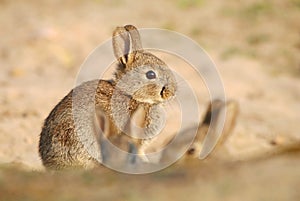 Adorable wild rabbit baby by burrow