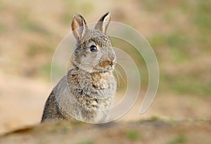 Adorable wild rabbit baby by burrow