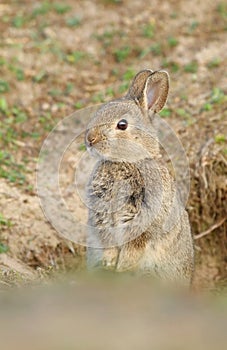 Adorable wild rabbit baby by burrow