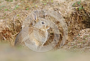 Adorable wild rabbit baby by burrow