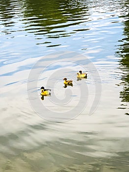Adorable Yellow and Black Baby Ducks