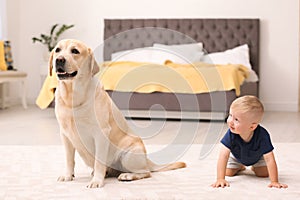 Adorable yellow labrador retriever and little boy
