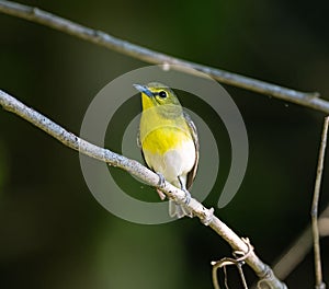 Adorable Yellow-throated vireo on a tree branch stares off into the distance with curiosity photo