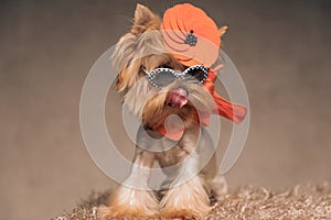 Adorable yorkie dog with cool accessories licking nose while looking away