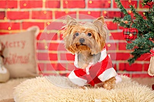 Adorable Yorkshire Terrier blond dog, dressed up in Santa Claus costume, sitting on a soft rug, near Christmas tree, against