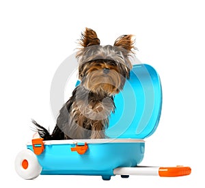 Adorable Yorkshire terrier in blue suitcase on background. Cute dog