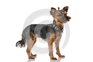 Adorable yorkshire terrier dog feeling sleepy and wearing a leash