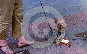Adorable Yorkshire Terrier dog on leash in the street by female legs