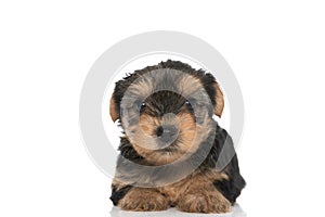 Adorable yorkshire terrier dog looking at the camera
