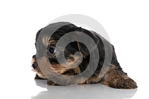 Adorable yorkshire terrier dog looking to side