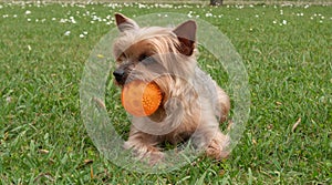 Adorable Yorkshire Terrier fog portrait, lying on grass with ball in mouth.