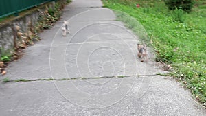 Adorable Yorkshire terrier and its daugher Morkie terrier on leash, going home from a walk, pavement