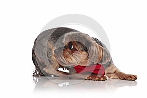 Adorable yorkshire terrier laying down on white background