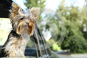 Adorable Yorkshire terrier looking out of car window. Cute dog