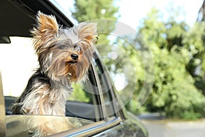 Adorable Yorkshire terrier looking out of window, space for text. Cute dog