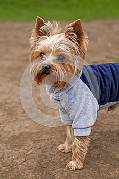 Adorable Yorkshire terrier outdoors on spring day