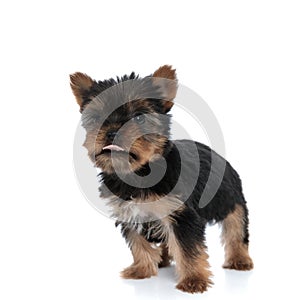 Adorable yorkshire terrier panting and sticking out tongue