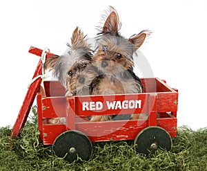 Adorable Yorkshire Terrier Puppies in Red Wagon