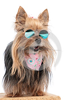 adorable yorkshire terrier puppy with sunglasses panting and looking away