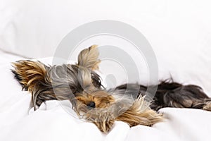 Adorable Yorkshire terrier sleeping on bed