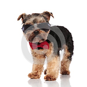 Adorable yorkshire terrier wearing red bowtie and sunglasses standing