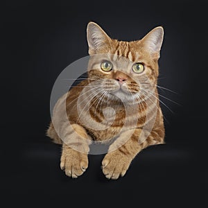 Adorable young adult red tabby American Shorthair cat, Isolated on a black background.