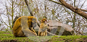 Adorable young barbary macaque infant with its mother, Endangered animal specie from Africa