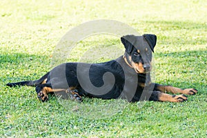 adorable young Beauce shepherd dog attentive and lying in the green grass