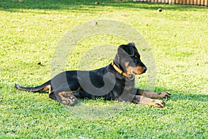 Adorable young Beauce shepherd dog attentive and lying in the green grass