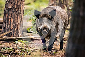 Adorable young Boar standing in a natural enviornment