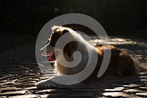 Adorable Young Border collie dog sitting on the ground against evening sun light. Cute fluffy petportrait.