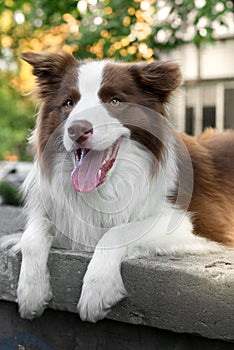 Adorable Young Border collie dog sitting on the ground against livinghouse. Cute fluffy petportrait.