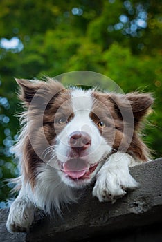 Adorable Young Border collie dog sitting on the ground green foliage. Cute fluffy petportrait.