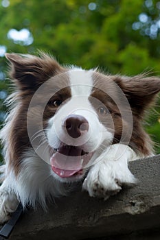 Adorable Young Border collie dog sitting on the ground green foliage. Cute fluffy petportrait.