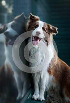 Adorable Young Border collie dog sitting on the ground near glass window. Cute fluffy petportrait.