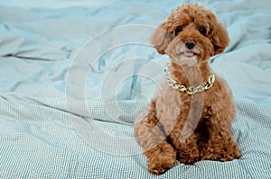 An adorable young brown Poodle dog wearing golden necklace and sitting on messy bed