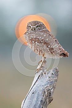 Adorable young burrowing owl (Athene cunicularia) standing on a branch against a bokeh background